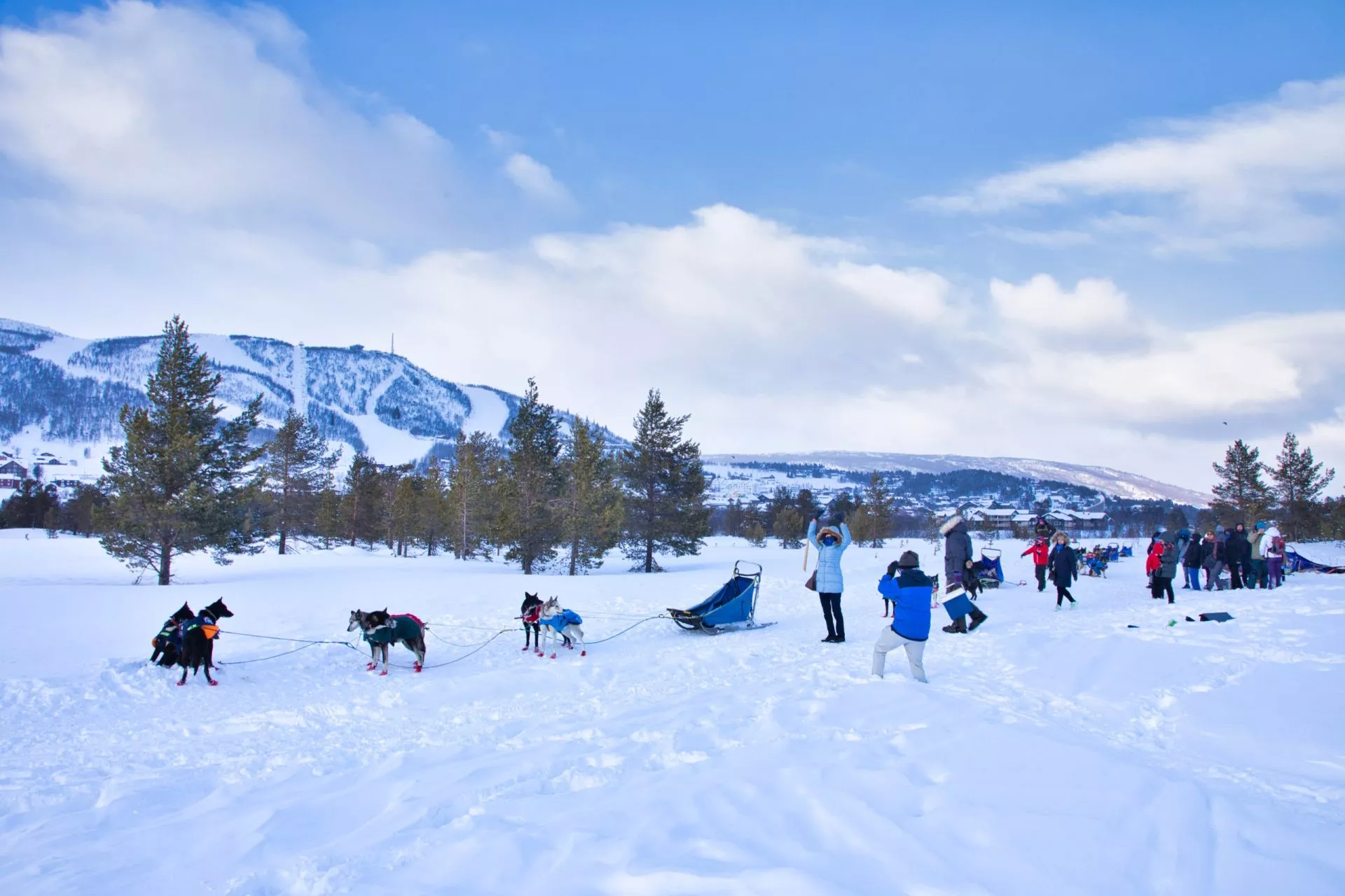 Dog sledding group winter