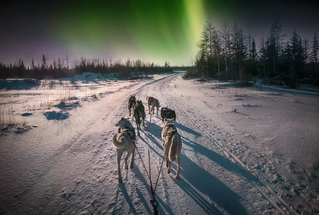 Husky avontuur