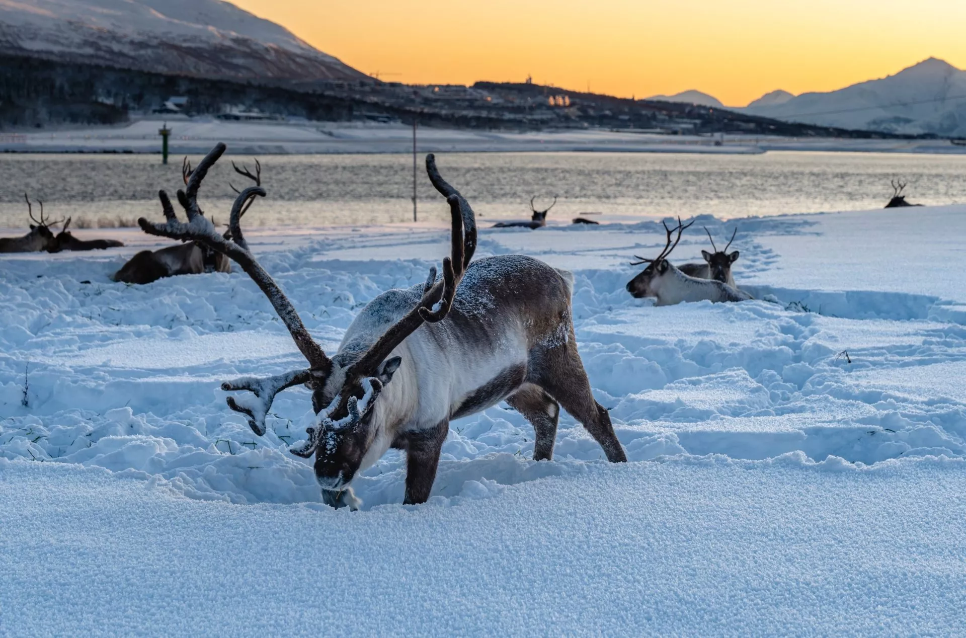 Reindeers